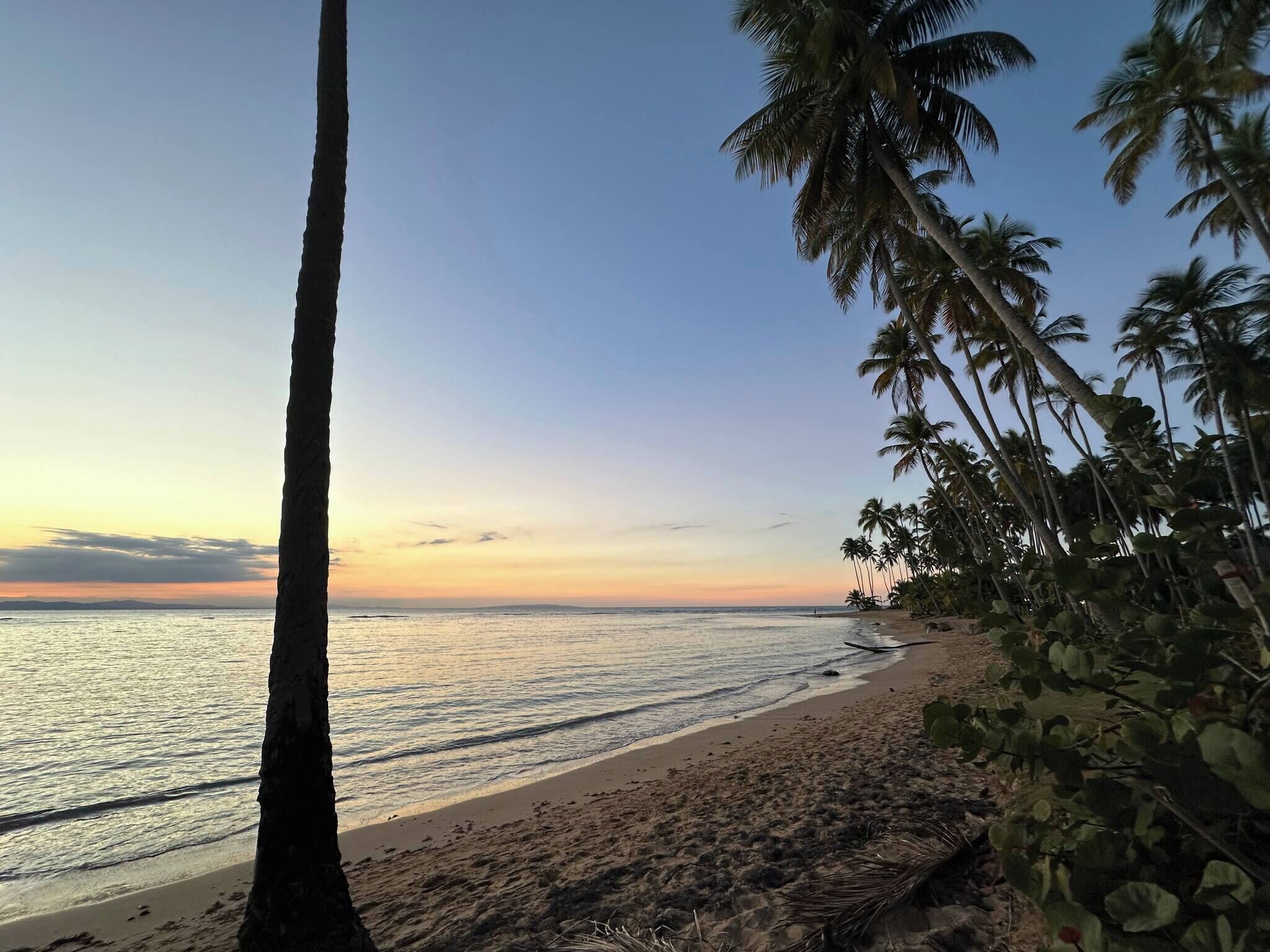 A beach with palm trees and a clear sky.
