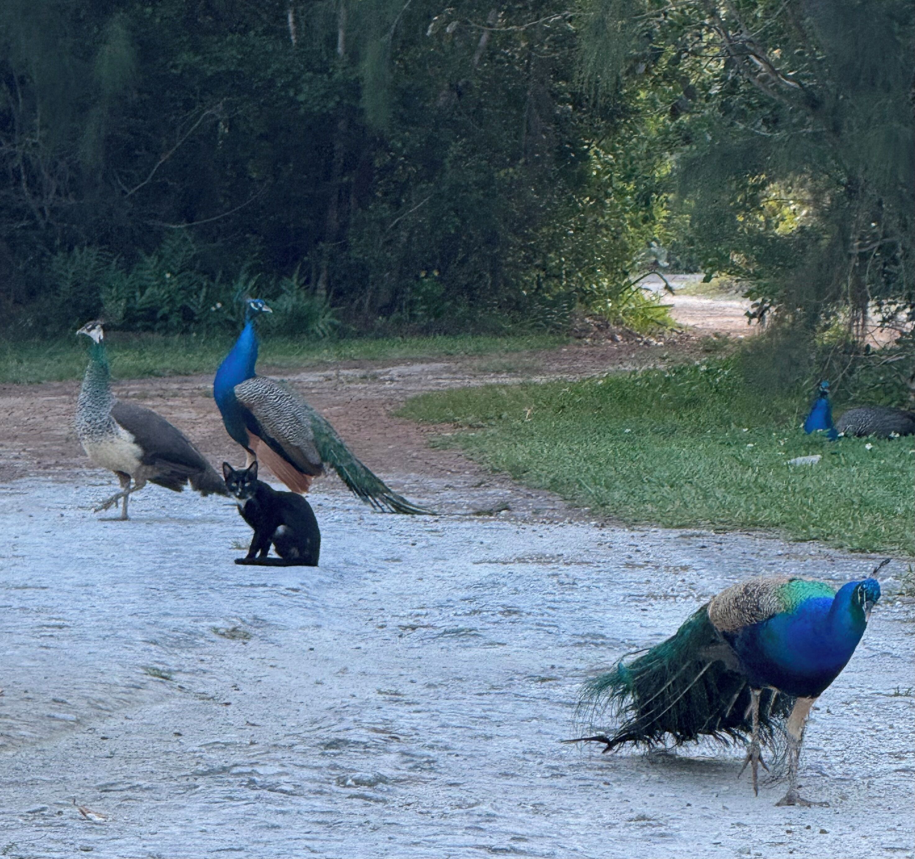 Pavos reales y un gato en un sendero, con árboles al fondo.