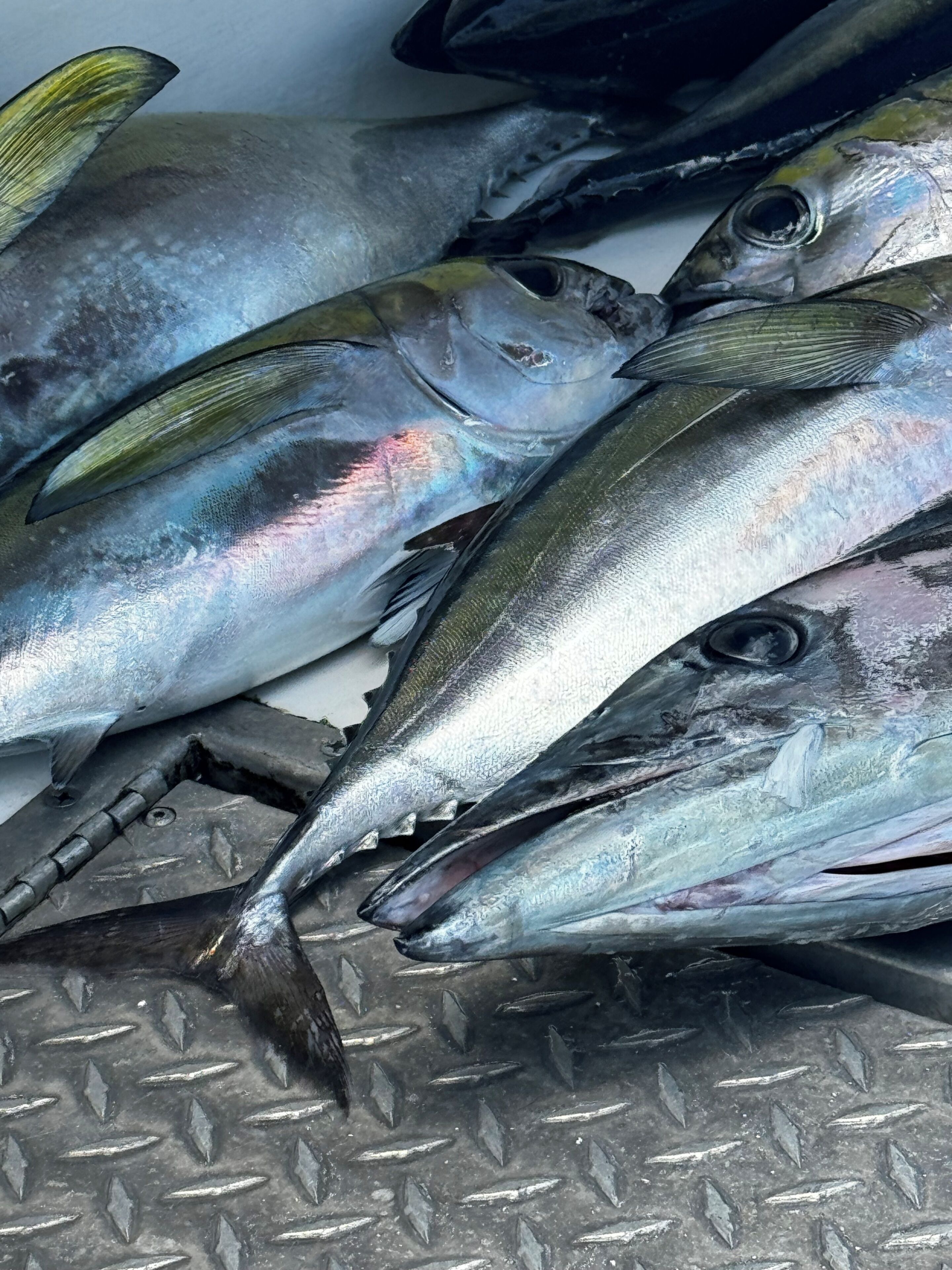 A group of fish on a textured surface.