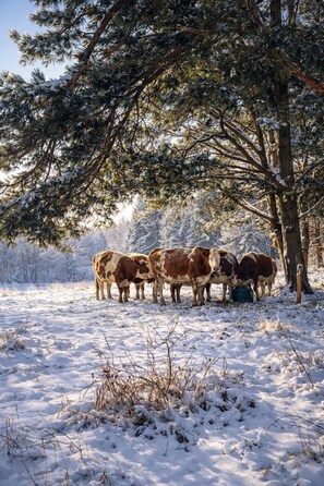 Botó d’imatge sense classificar, 4 de 26
