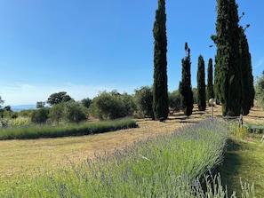 Luxury Cottage, Garden View | Premium bedding, memory-foam beds, in-room safe, soundproofing - Tenuta Le Mandorlaie Agriturismo (Scansano)