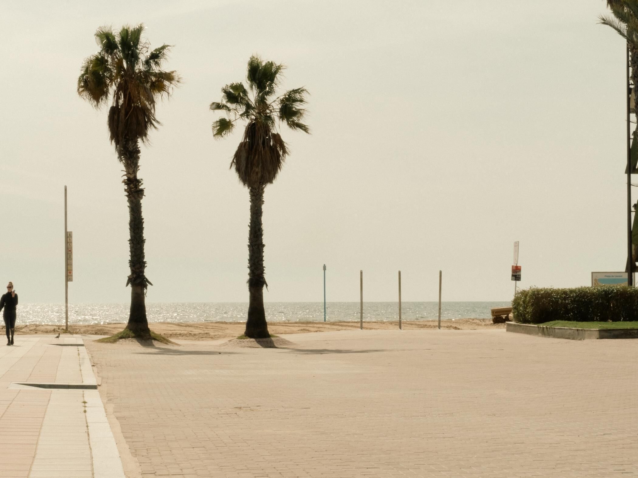 A paved walkway with palm trees and a view of the sea.