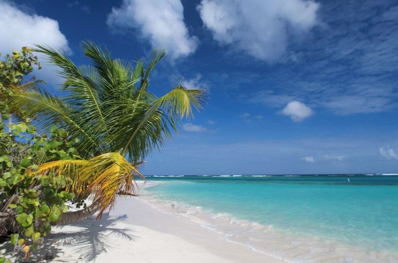 Una playa con aguas turquesas cristalinas, arena blanca y palmeras.