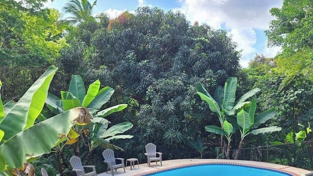 A swimming pool with a brick border, surrounded by lush greenery and three lounge chairs. - Tranquil Campo Home w/ Lush Private Outdoor Oasis (Daguao)