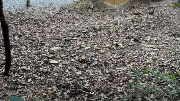 Une cabane en bois dotée d’un porche abrité, d’un escalier et située dans un cadre forestier naturel.