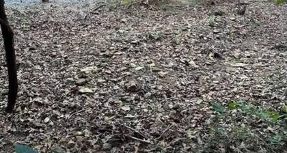 Charming 2-bedroom cabin with AC in cozy Poughkeepsie