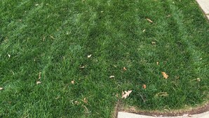 A well-maintained lawn with a white picket fence, a small tree, and a sidewalk.