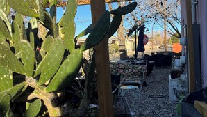 A garden with cacti and a white flower, surrounded by a wire fence and various garden tools. - Cozy 1-bedroom bungalow in amazing Las Cruces with AC (Las Cruces)