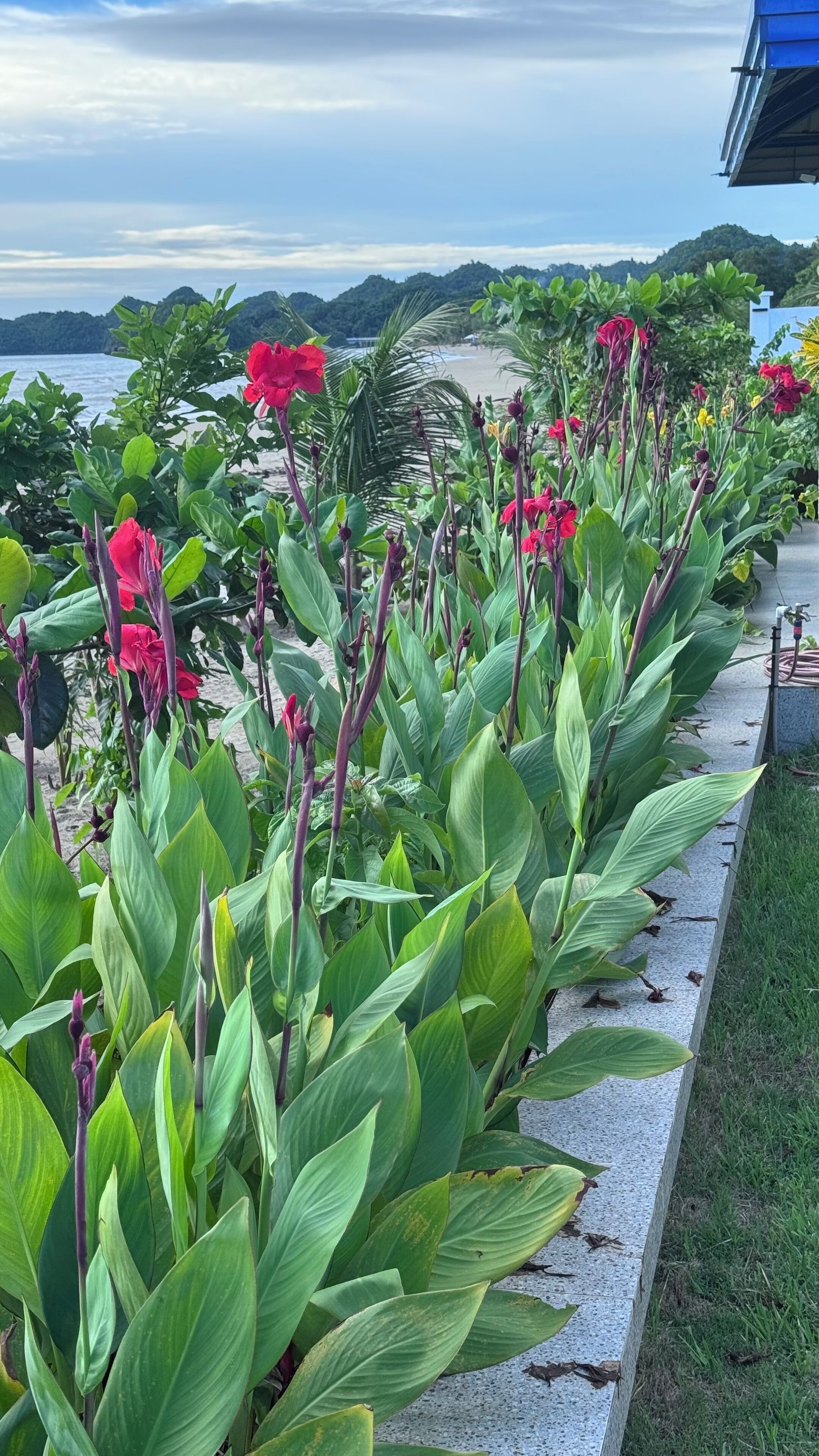 A pathway lined with lush green foliage and vibrant red flowers, leading towards a beach and ocean view.