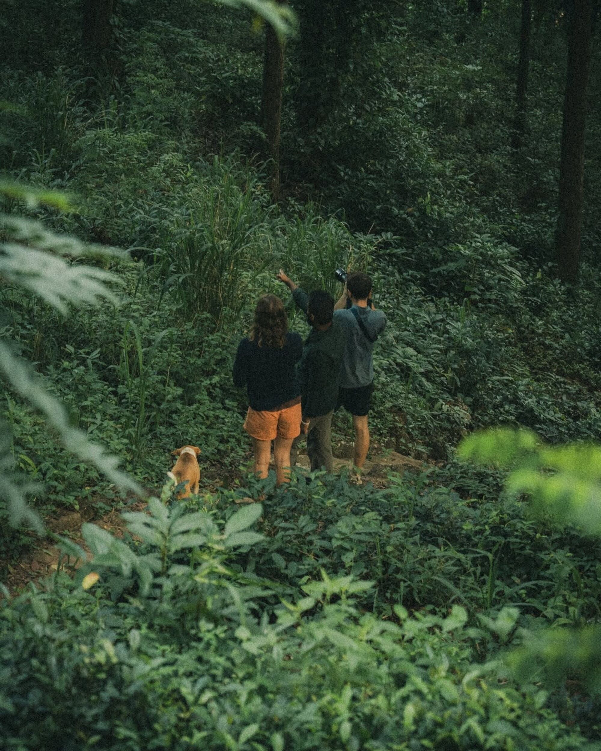 A group of people in a forested area with dense vegetation.