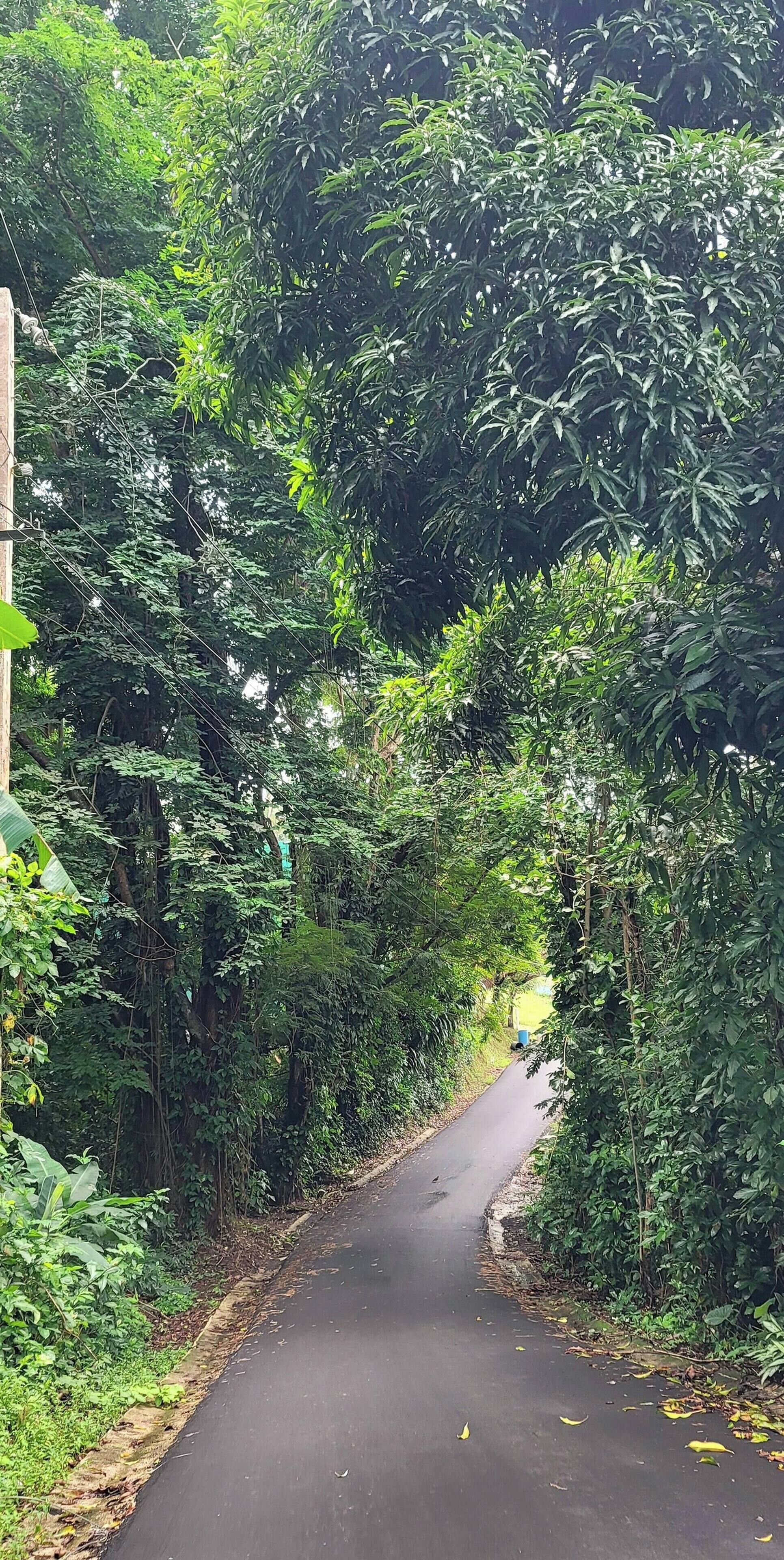 Une route étroite et pavée, bordée d’une végétation dense et verdoyante.