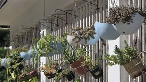 A variety of potted plants hanging from a white fence, with a white wall and a window in the background. - DUERMES CON LA NATURALEZA (Ramos)