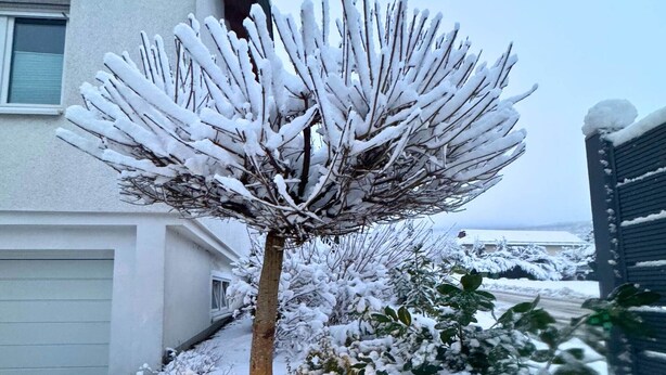 A snow-covered tree in front of a house with a garage.
