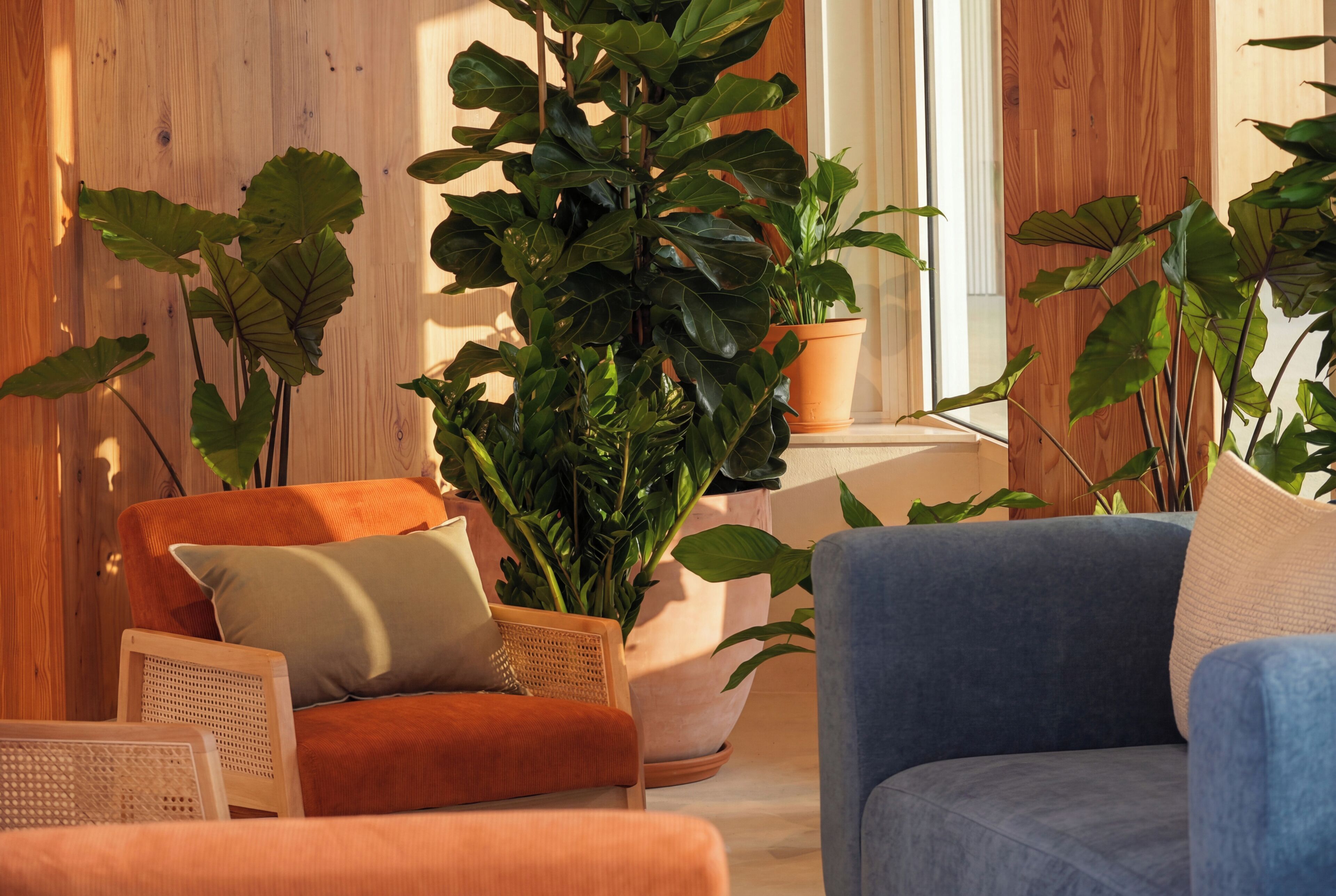 A room with a wooden wall, a large potted plant, and two sofas.