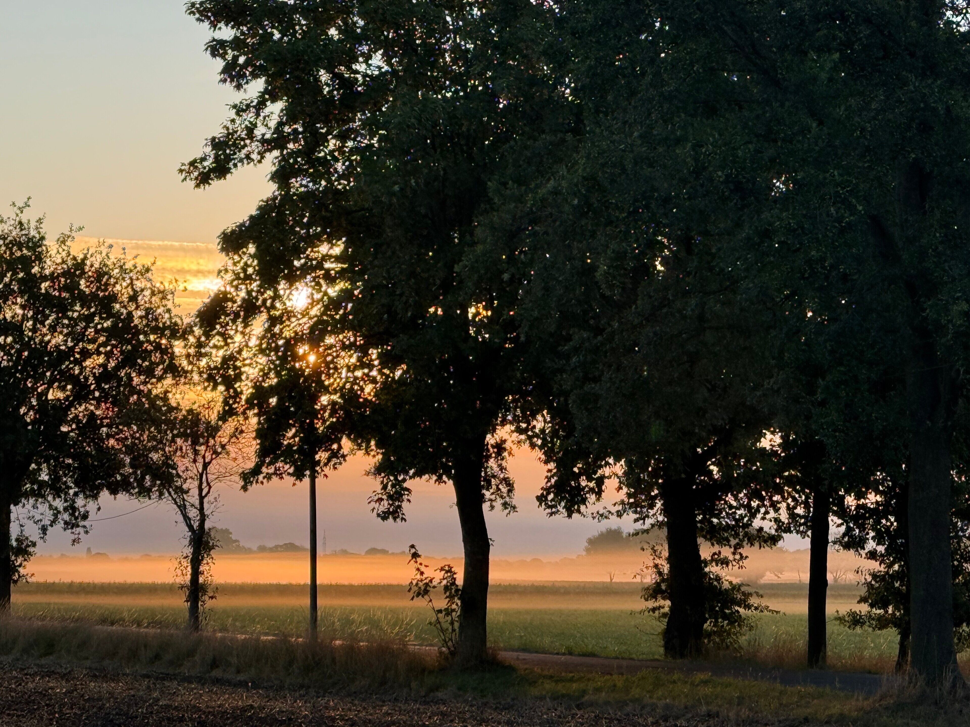 Een landschap met bomen en een veld in de zonsopgang of zonsondergang.