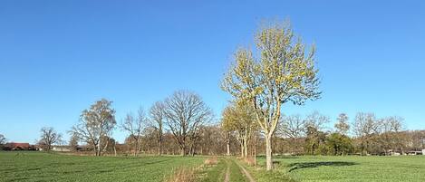 A rural landscape with a clear sky, a dirt path, and a tree in the center.