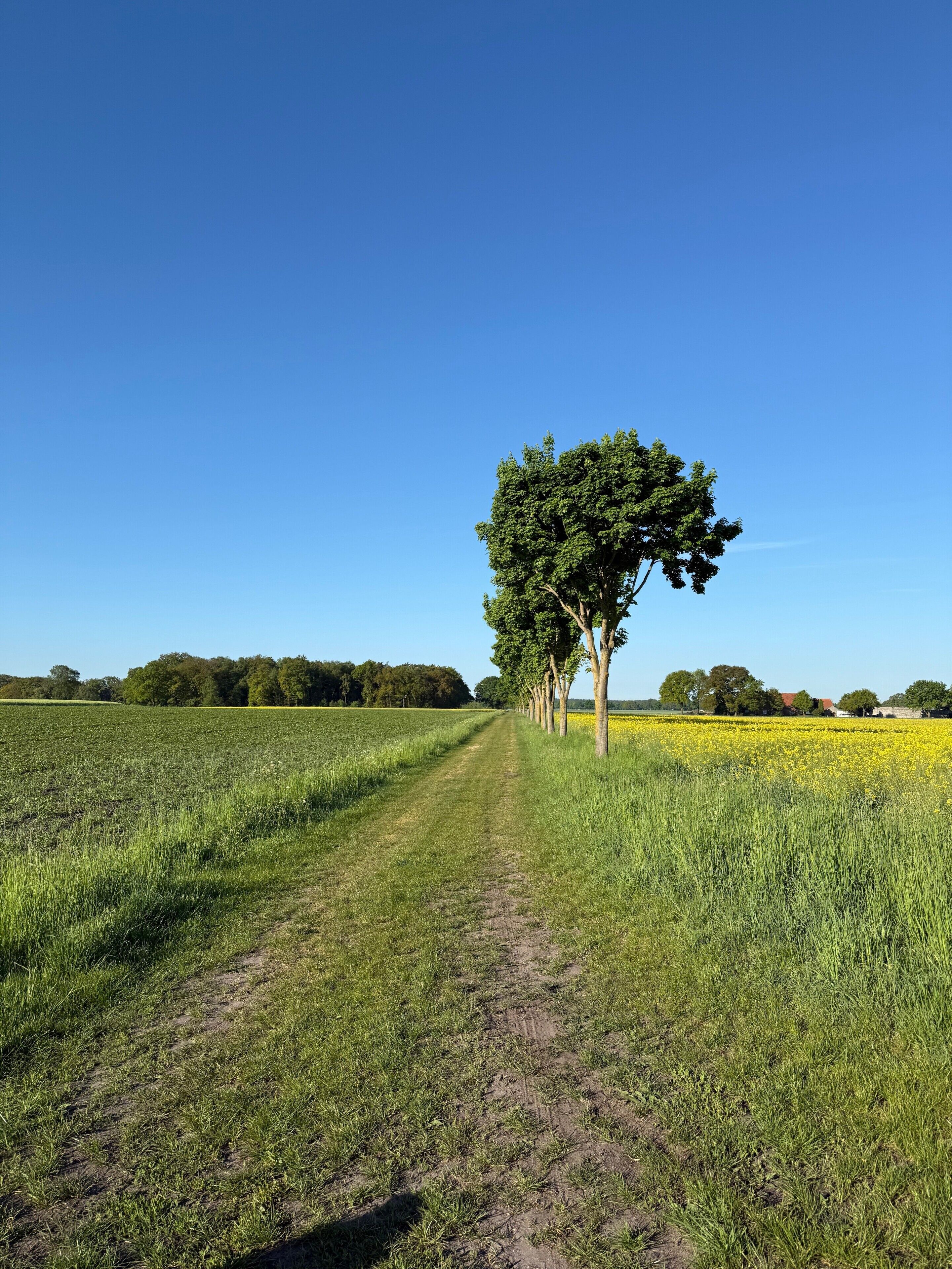 Ländliche Landschaft mit einem Feldweg, einem großen Baum und Feldern voller gelber Blumen.