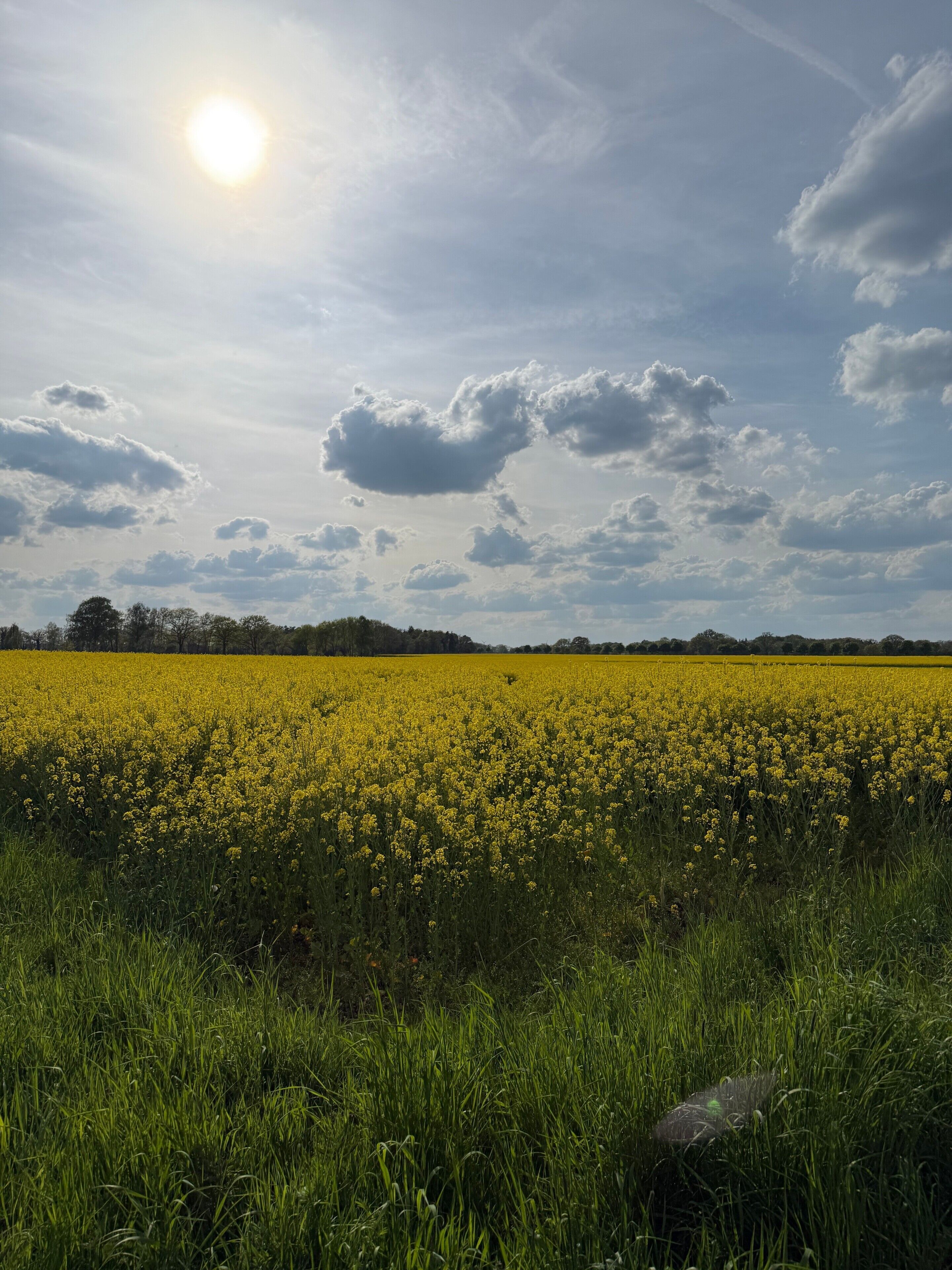 Un champ de fleurs jaunes sous un ciel partiellement nuageux.