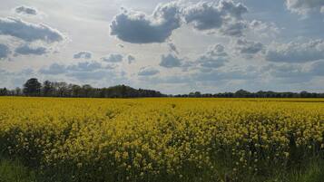 Un champ de fleurs jaunes sous un ciel partiellement nuageux.