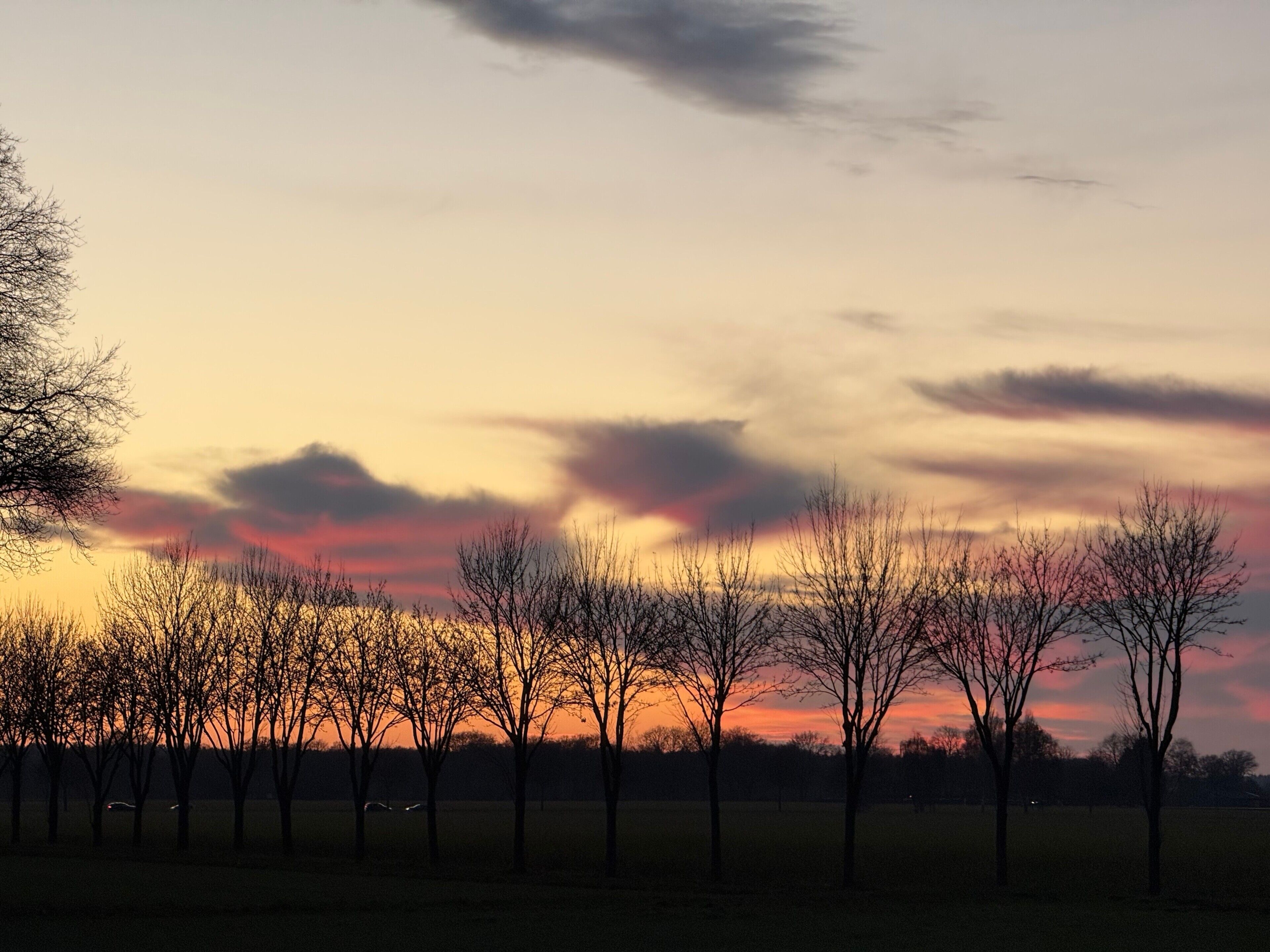 A sunset over a line of trees in a field.