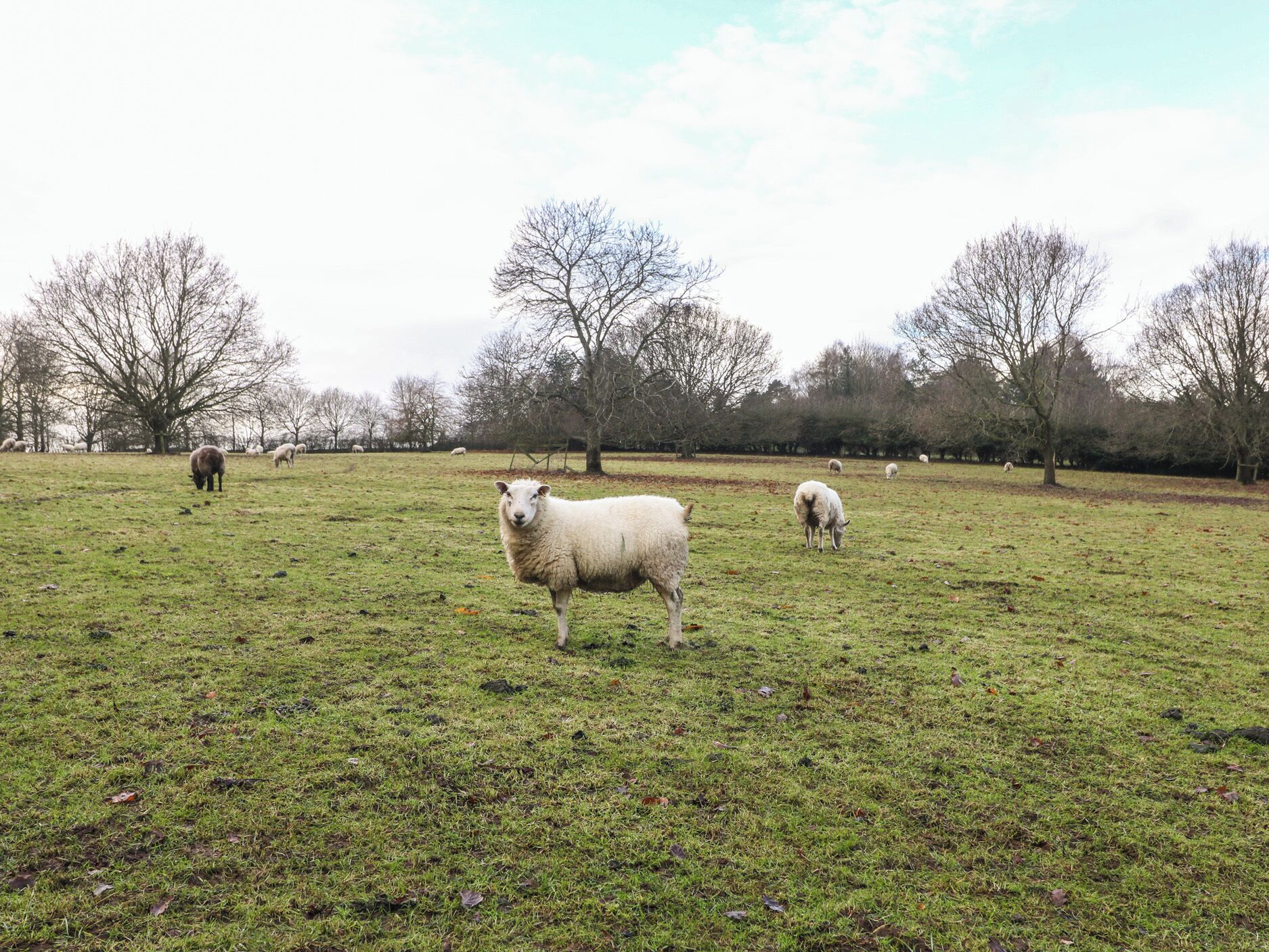 A grassy field with several sheep grazing.