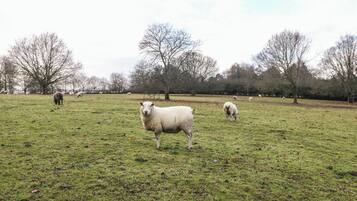 A grassy field with several sheep grazing.
