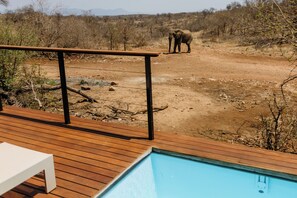 Suite de lujo, alberca privada, vista al parque | Vista desde la habitación