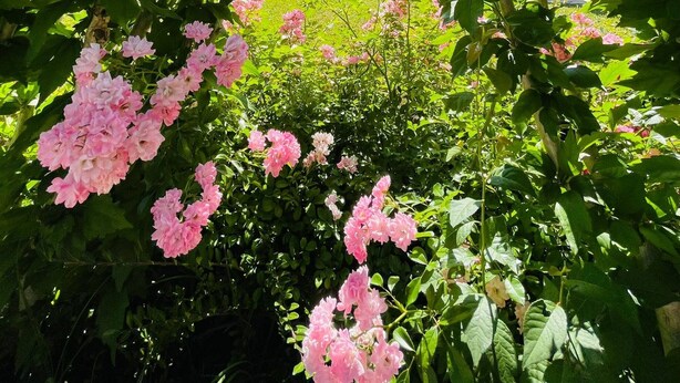 A garden with pink flowers and a pool in the background. - Borgo del Torchio in Manerba del Garda (Manerba del Garda)