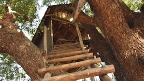 Eine Holztreppe führt zu einem Baumhaus.