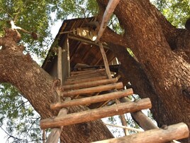 Una escalera de madera que conduce a una casa en los árboles.