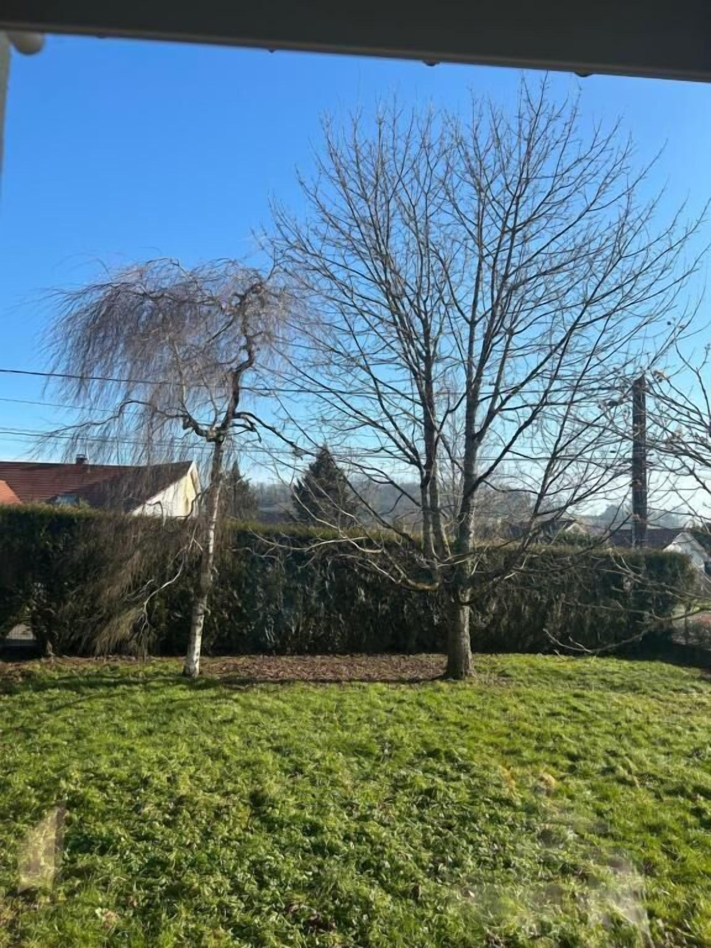 Une cour gazonnée avec un arbre sans feuilles et une haie.