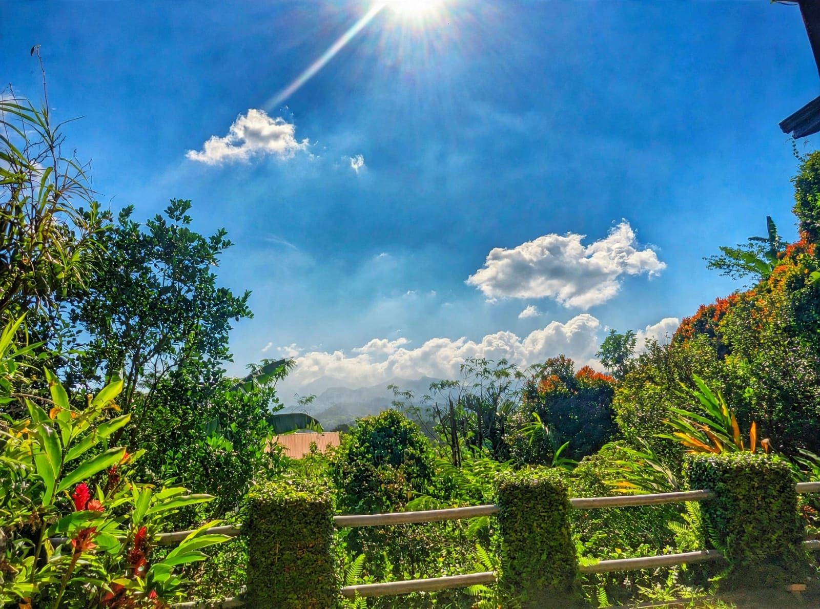 A garden with a variety of plants and a wooden fence.