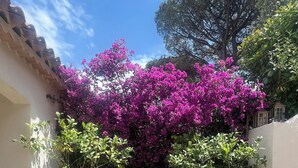 Sisäpiha, jossa on runsas ja värikäs bougainvillea-pensas, ruukuissa olevia kasveja ja laatoitettu seinä.