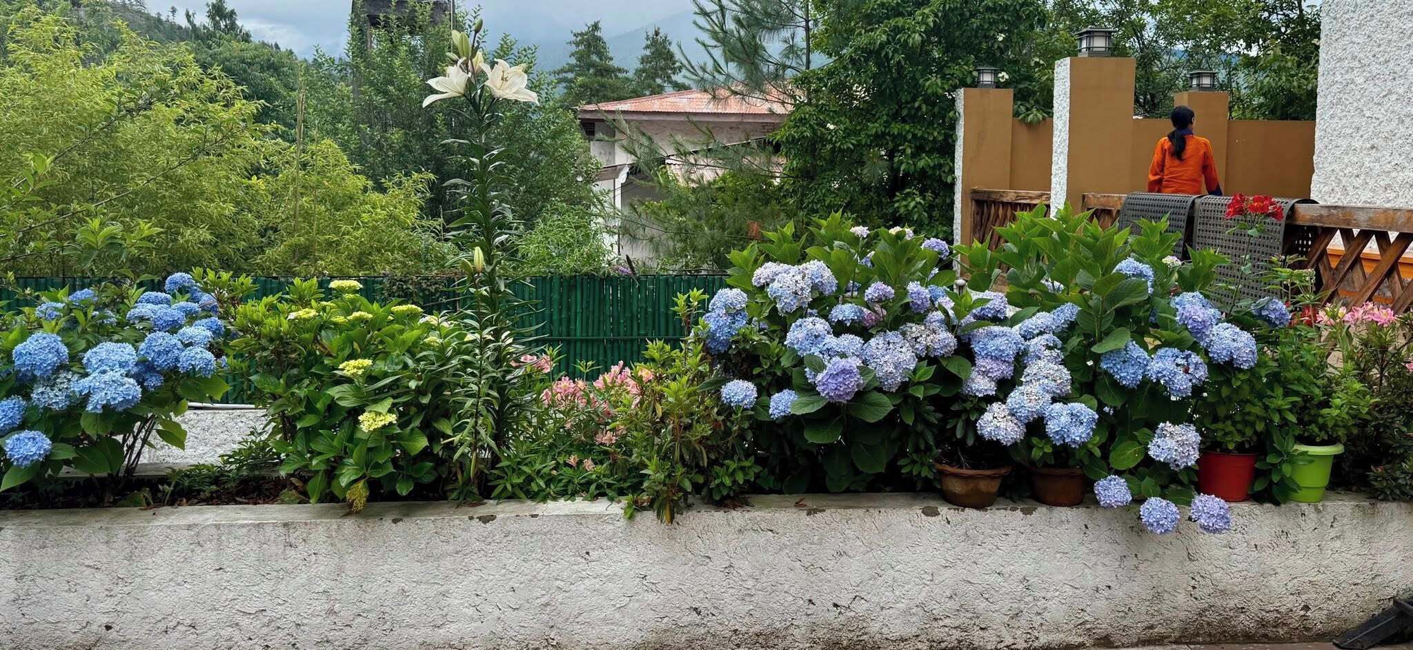 En have med forskellige krukkeplanter og blomster, en betonmur og en bygning i baggrunden.