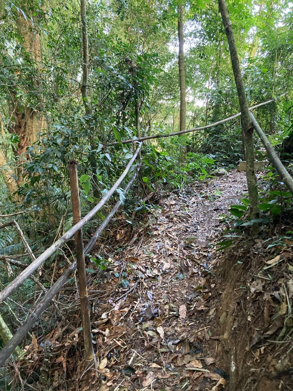 Un sendero estrecho en el bosque con soportes de madera natural y suelo cubierto de hojas.