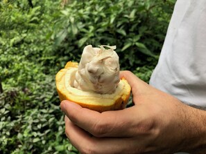 Una persona sostiene una fruta de interior blanco, posiblemente chaya, sobre un fondo de follaje verde.