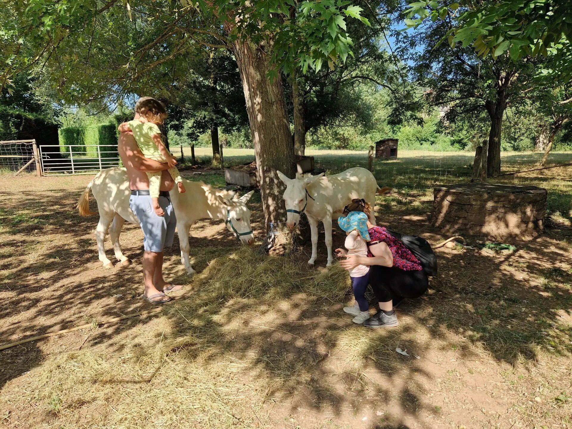 A fenced outdoor area with trees and a white donkey.