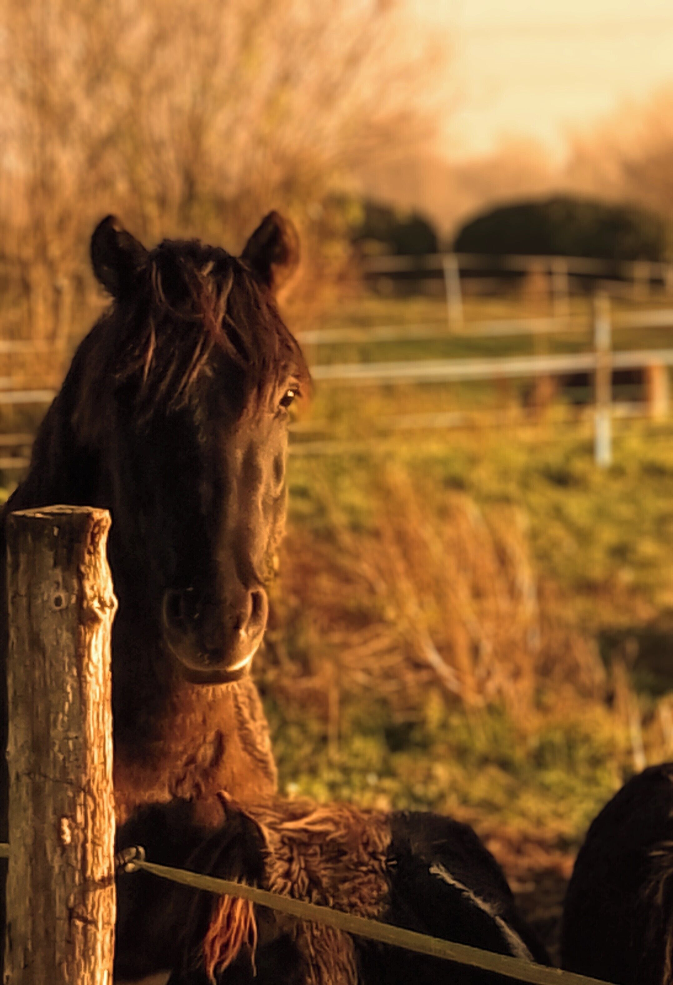 A horse in a stable with a wooden fence and a grassy background.