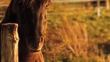 A horse in a stable with a wooden fence and a grassy background.