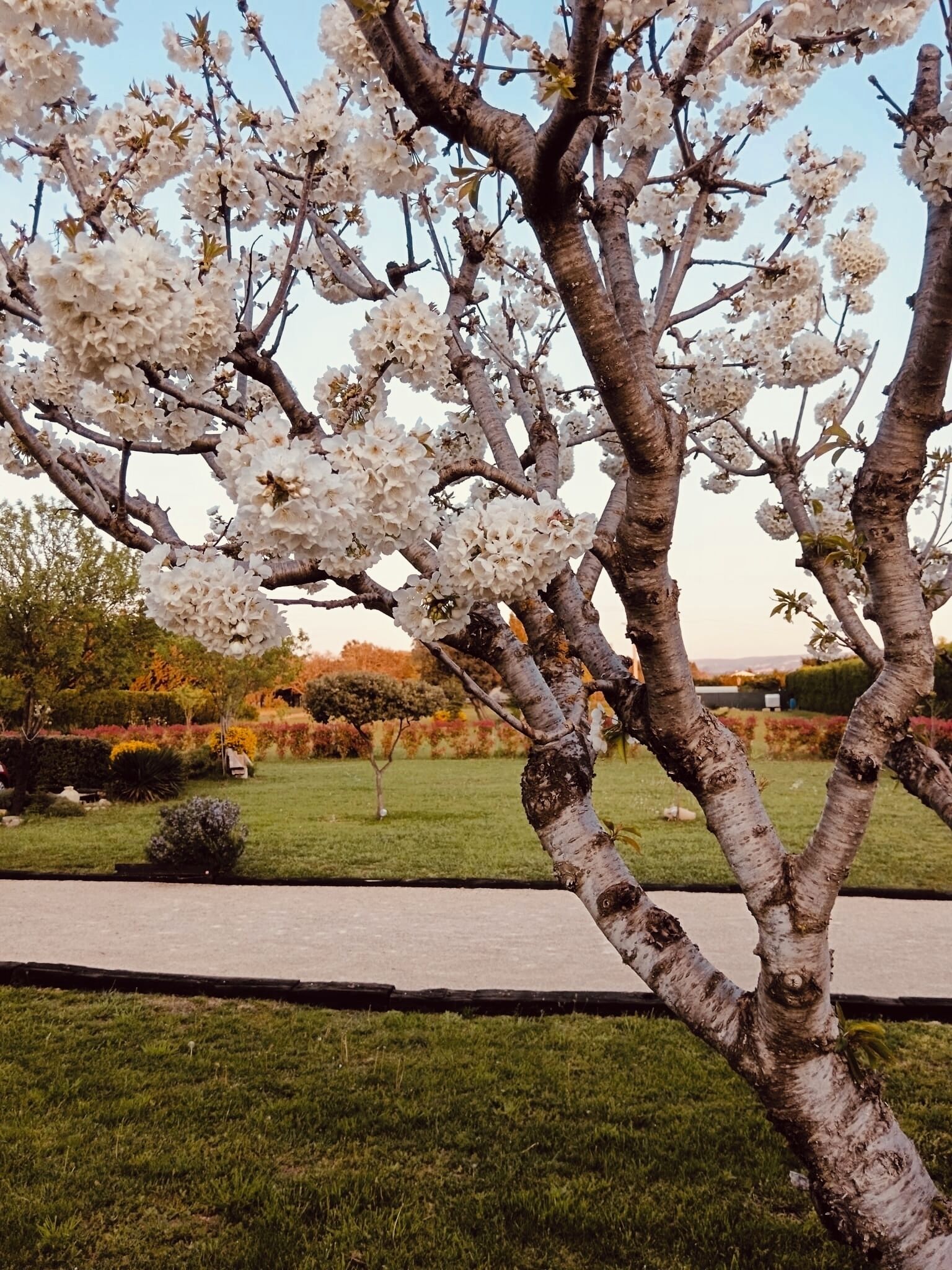 Et træ med hvide blomster i en anlagt have.