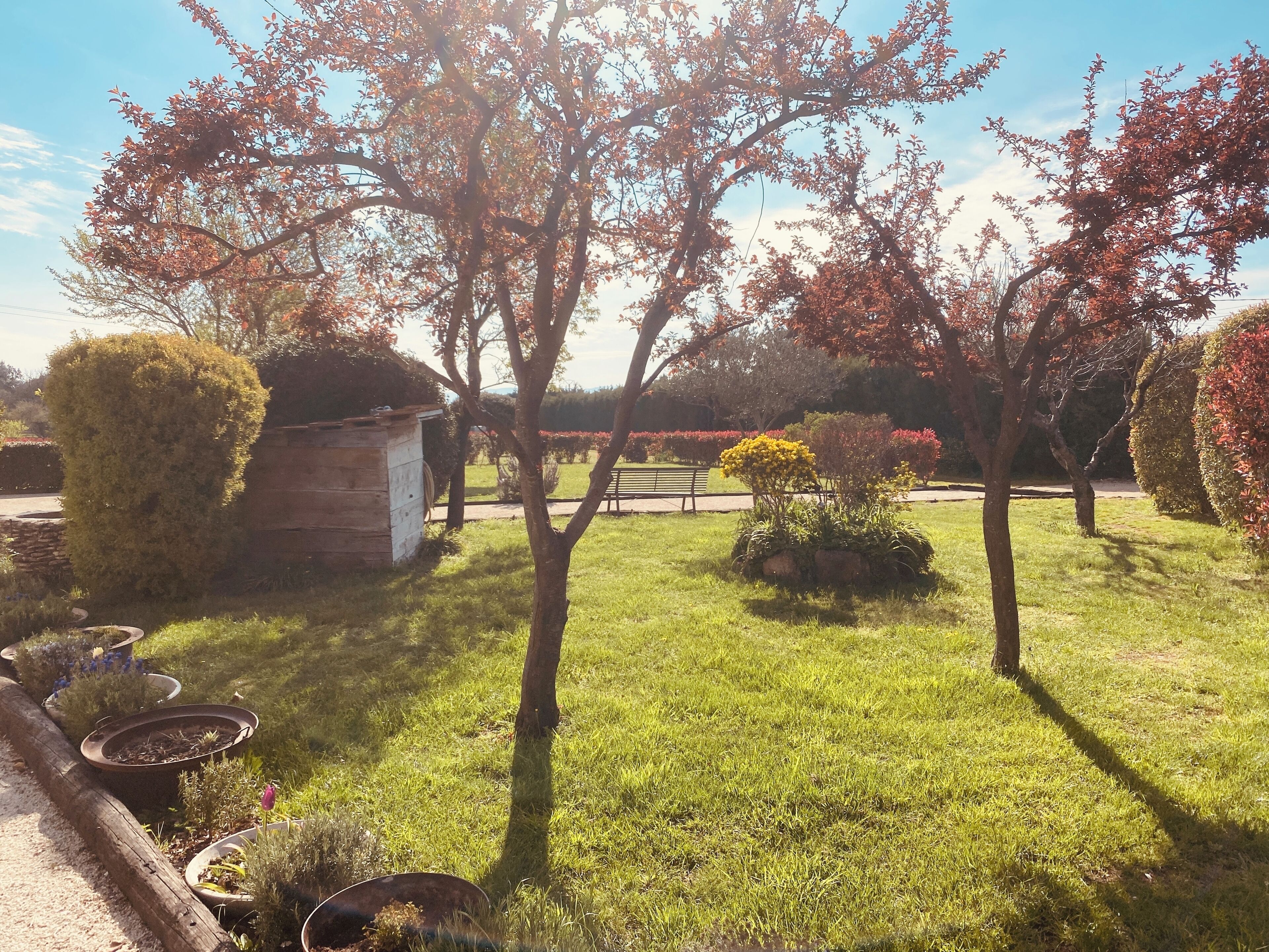 A garden with various plants and a small shed.