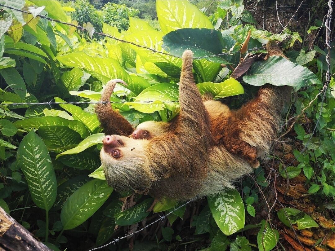 A sloth hanging upside down among dense green foliage.