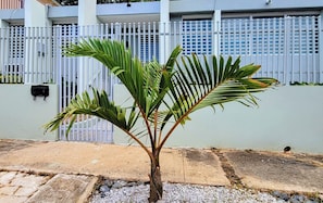 A small palm tree in a planter with a white fence and a building in the background. - Cofresi Inn - In the Heart of Cabo Rojo, PR (Cabo Rojo)