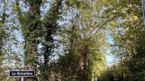 A sign reading "La Griveliere" on a roadside in a wooded area. - Normandy country house (pool+tennis) 16 pers (Brionne)