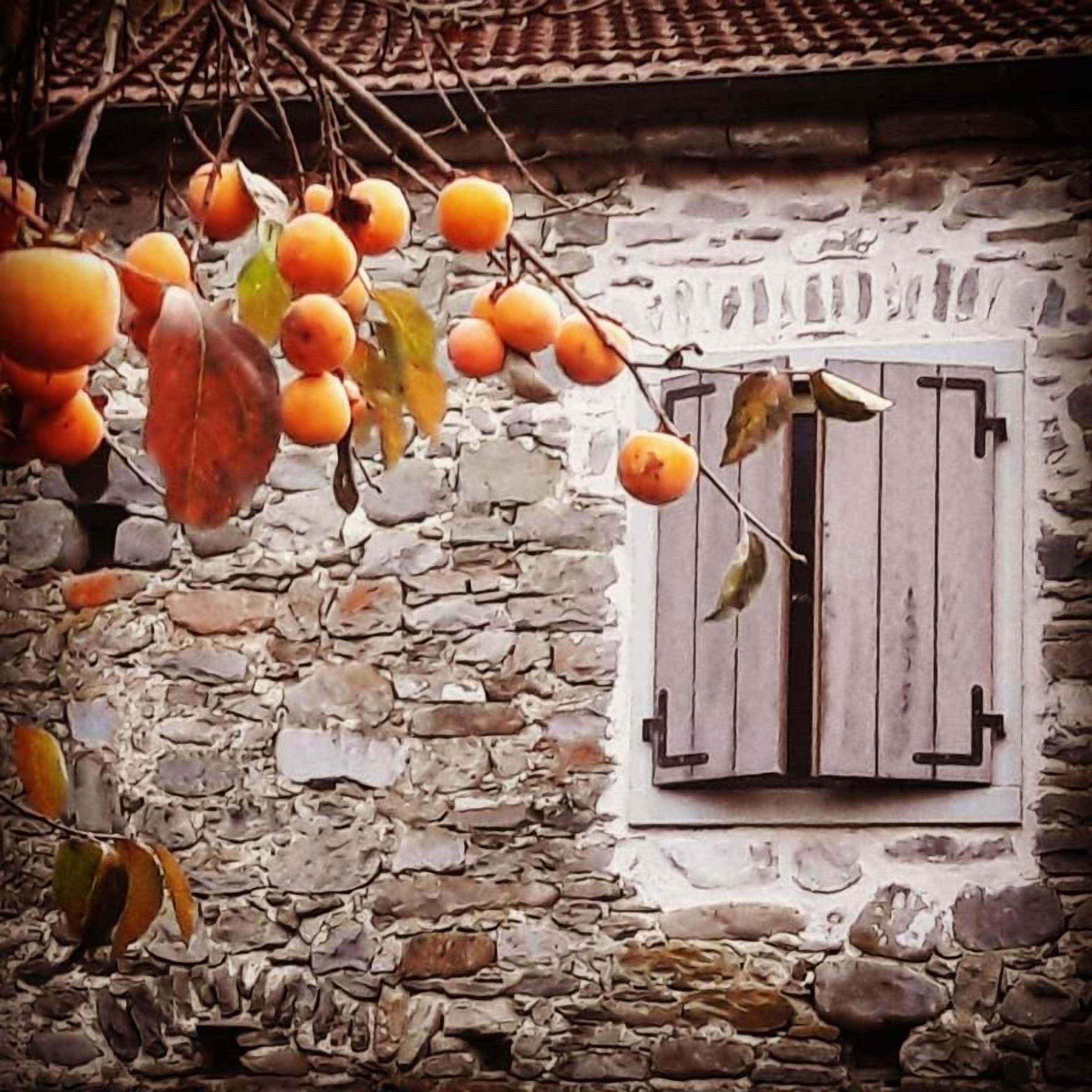 A rustic stone building with a wooden door and a branch with oranges hanging above it.