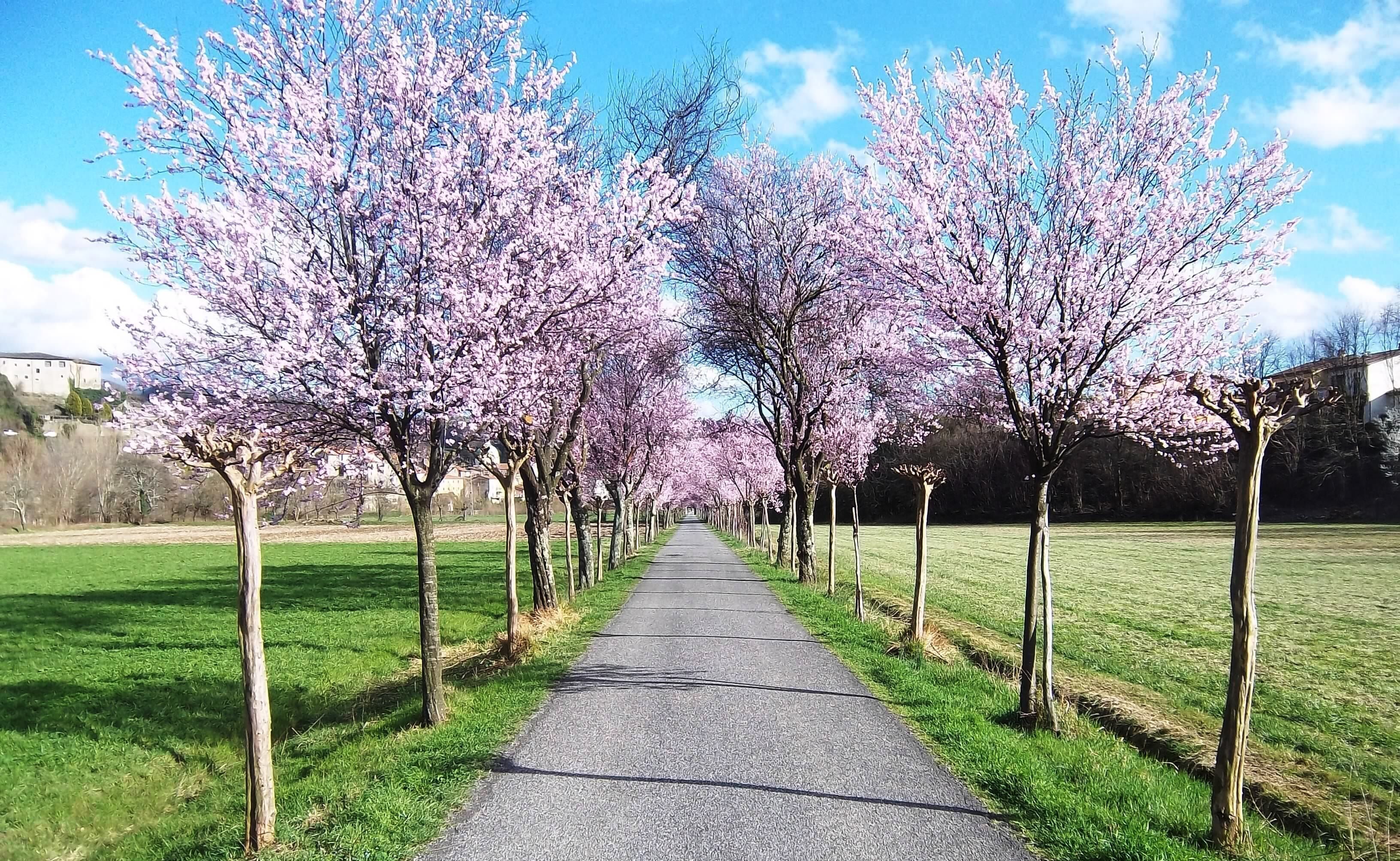 A pathway lined with cherry blossom trees.