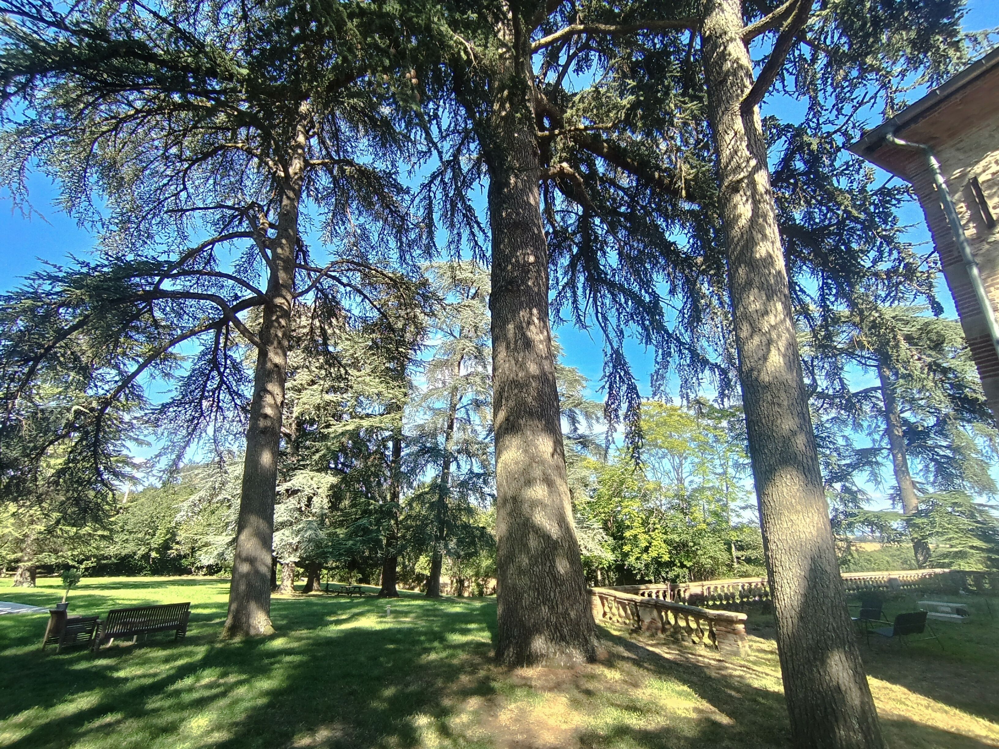 A park with tall trees, a grassy area, and a stone bridge.