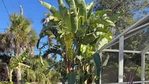 Un jardín con árboles de plátano, diversas plantas, un sendero de troncos de madera y una estructura de vidrio.
