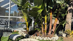 Un jardín con césped artificial, una fuente para pájaros de piedra y diversas plantas tropicales.