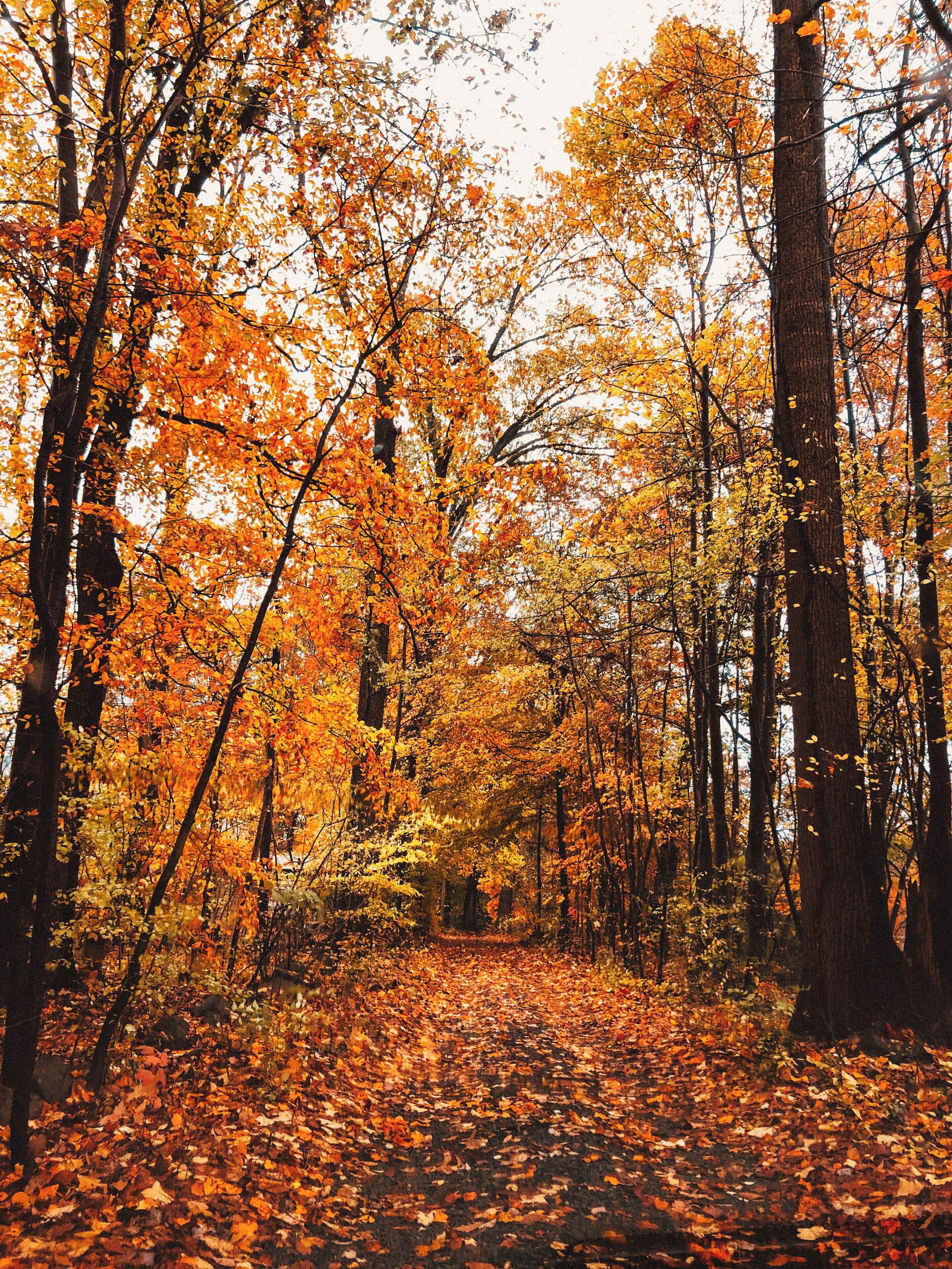 A forest path covered with fallen leaves.